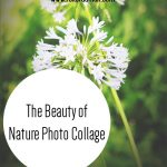 The Beauty of Nature Photo Collage